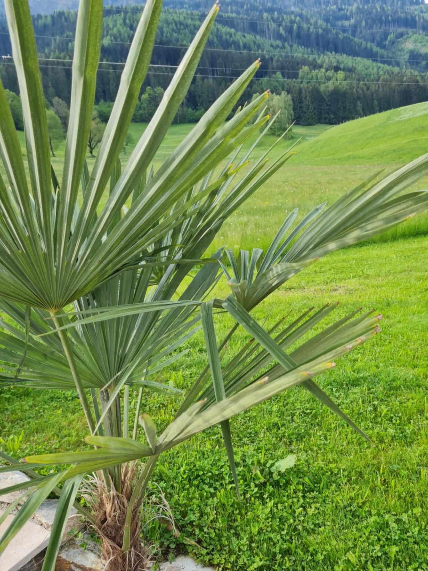 Ferienparadies Taxen Sankt Veit im Pongau Exterior foto